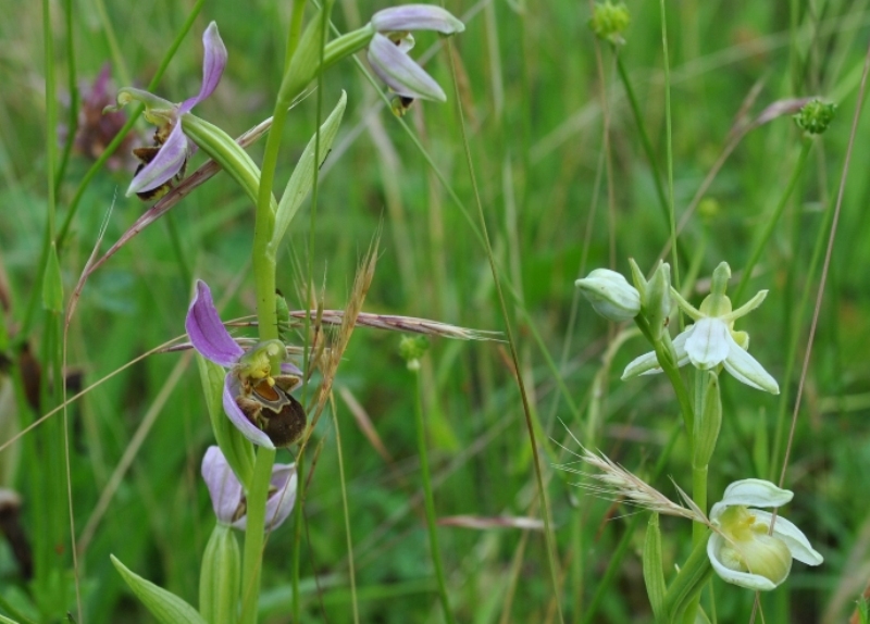 Ophrys apifera var. clorantha